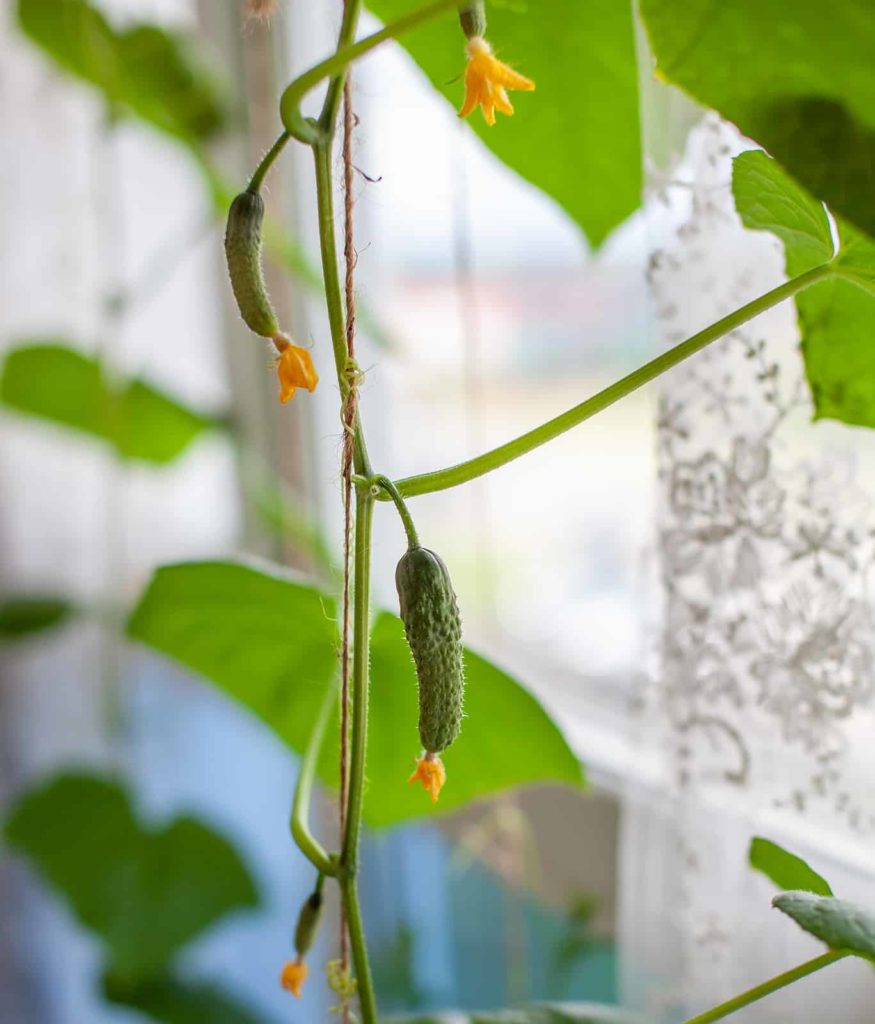 Cucumber growing indoors