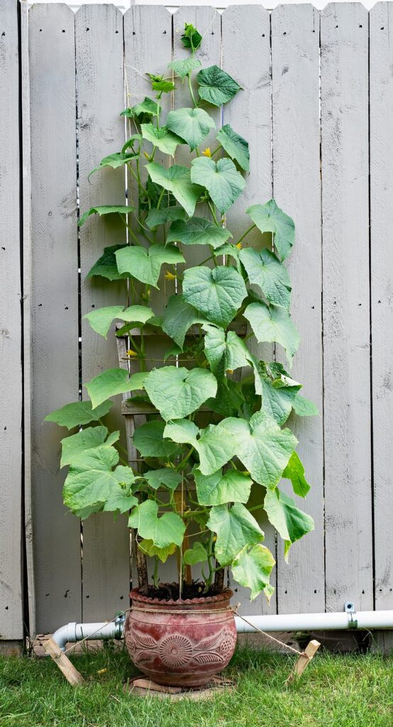 Cucumber in container growing up a fence