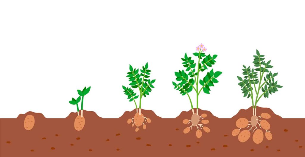 Potato growth stages