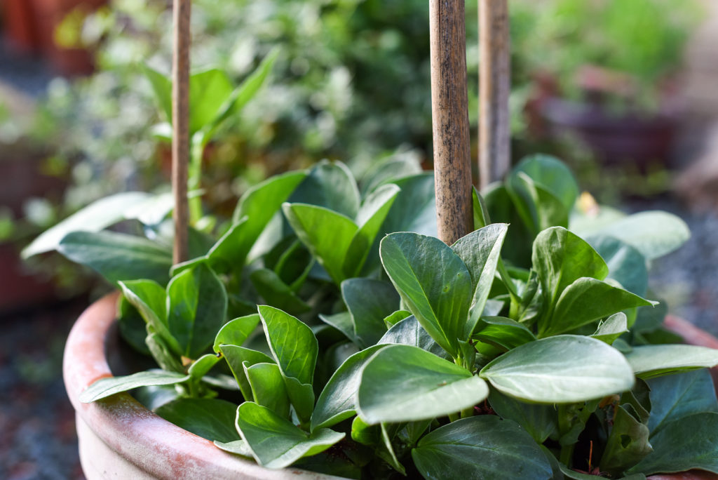 Fava beans growing in a pot 