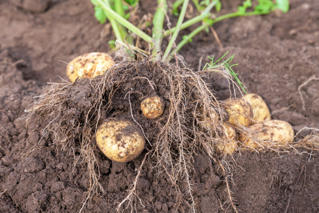 Potato growth of tubers