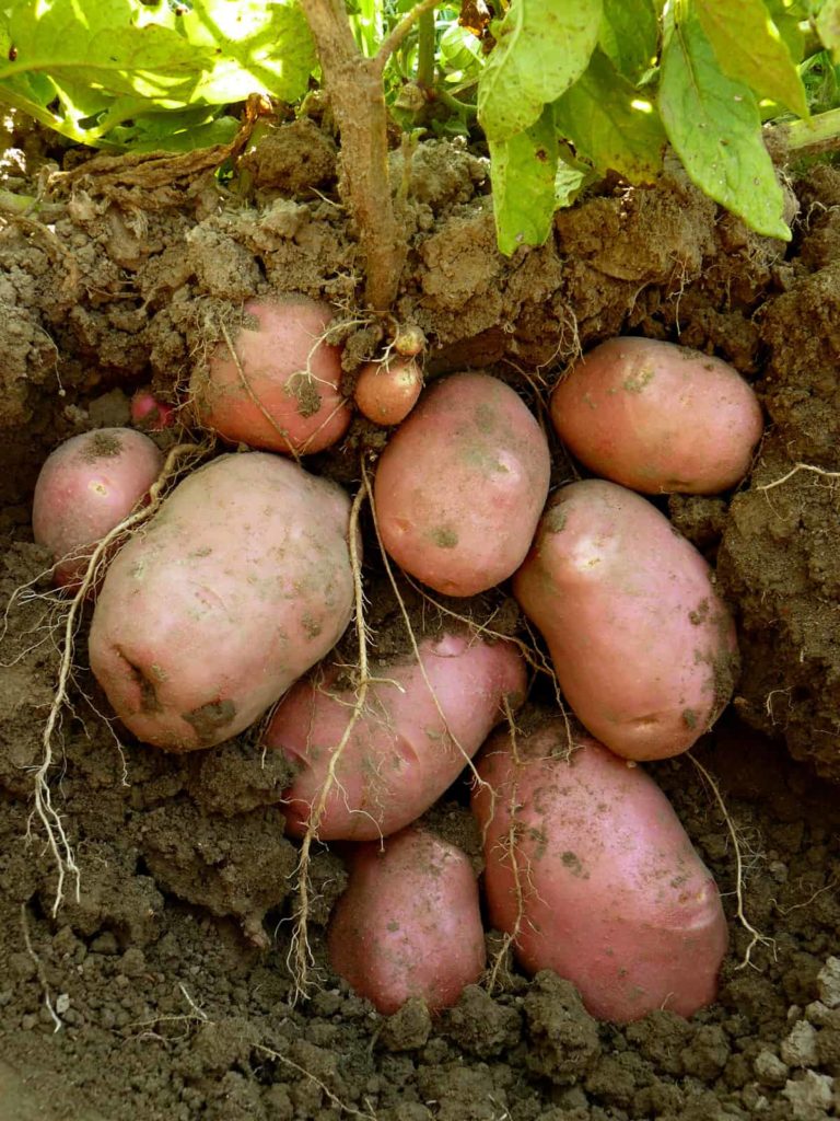 Potato tubers ready for harvest