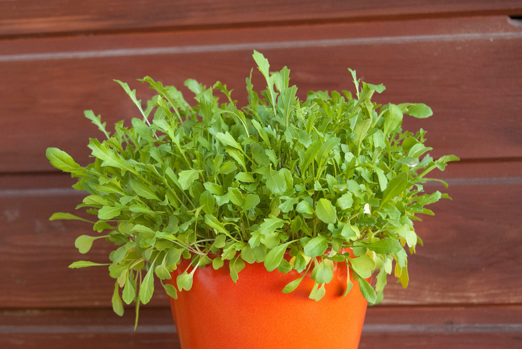 Growing arugula in a pot; young leaves are the most flavorful and tender.