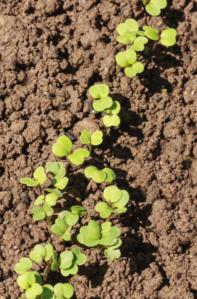 Arugula seedlings 