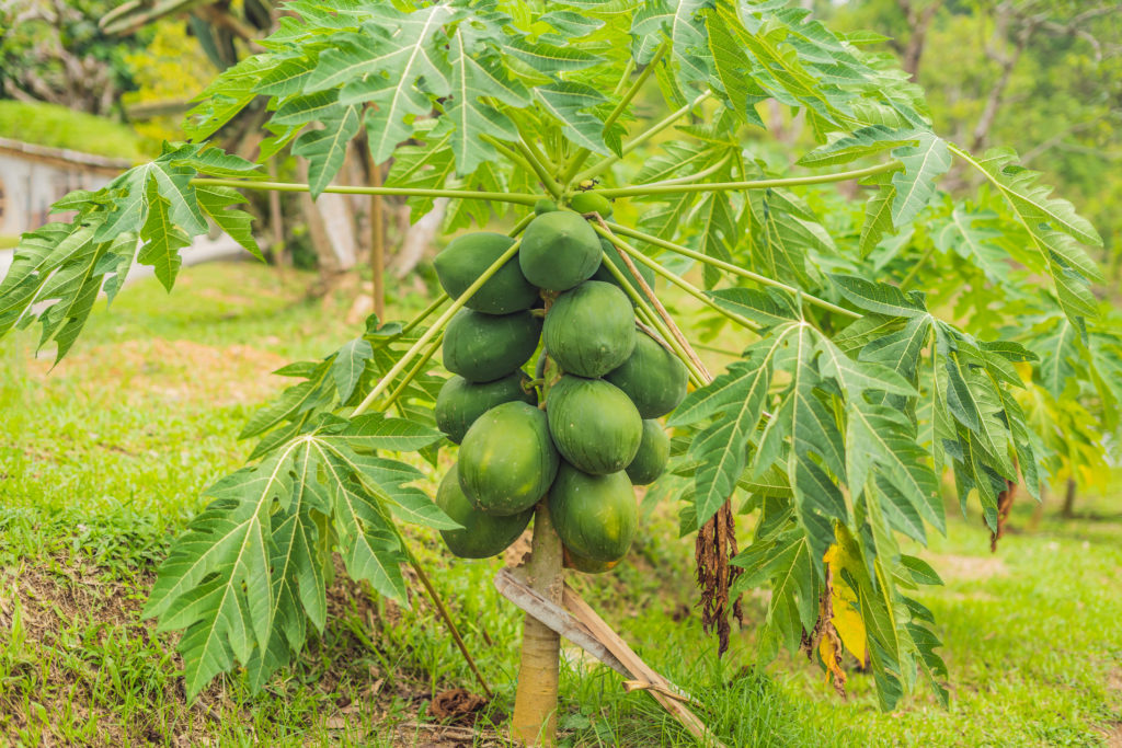 Green papaya fruits will ripen to an amber color.