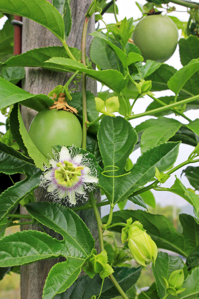 Passion fruit flower and fruits. 