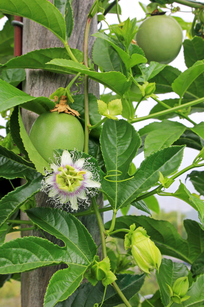 Growing Passion Fruit In Containers 