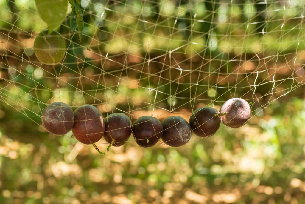 Ripe passion fruit harvest in net