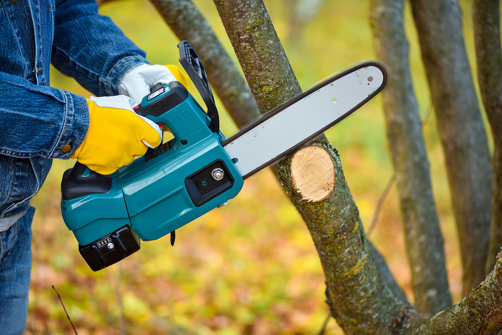 Chainsaw Buyer's Guide Harvest to Table