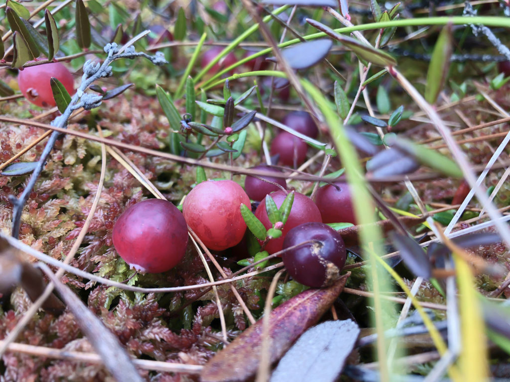 cranberry plant in water