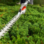 Hedge trimmer buyer's guide