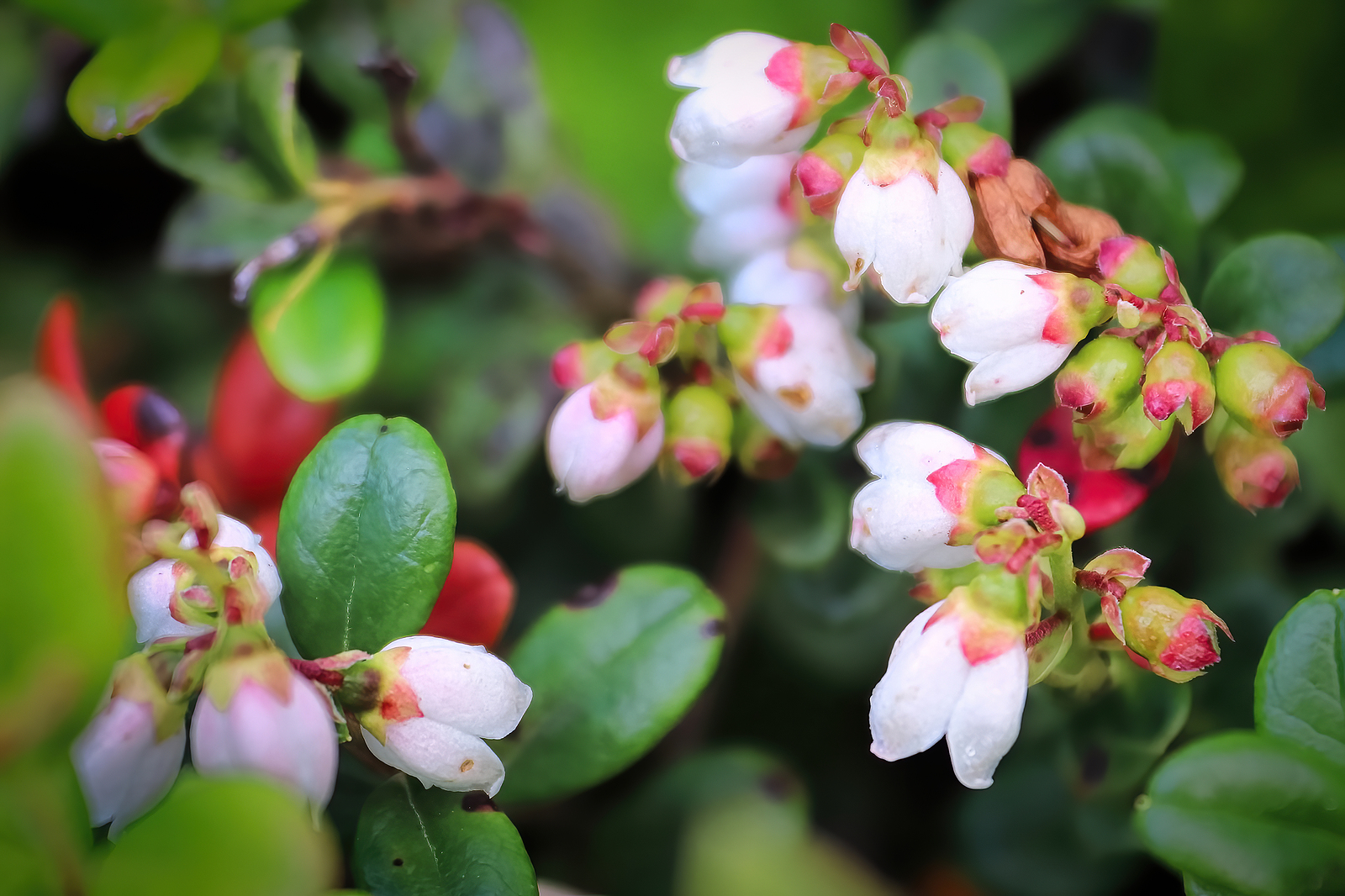 How to Plant, Grow, and Harvest Cranberry PlantsHarvest to Table