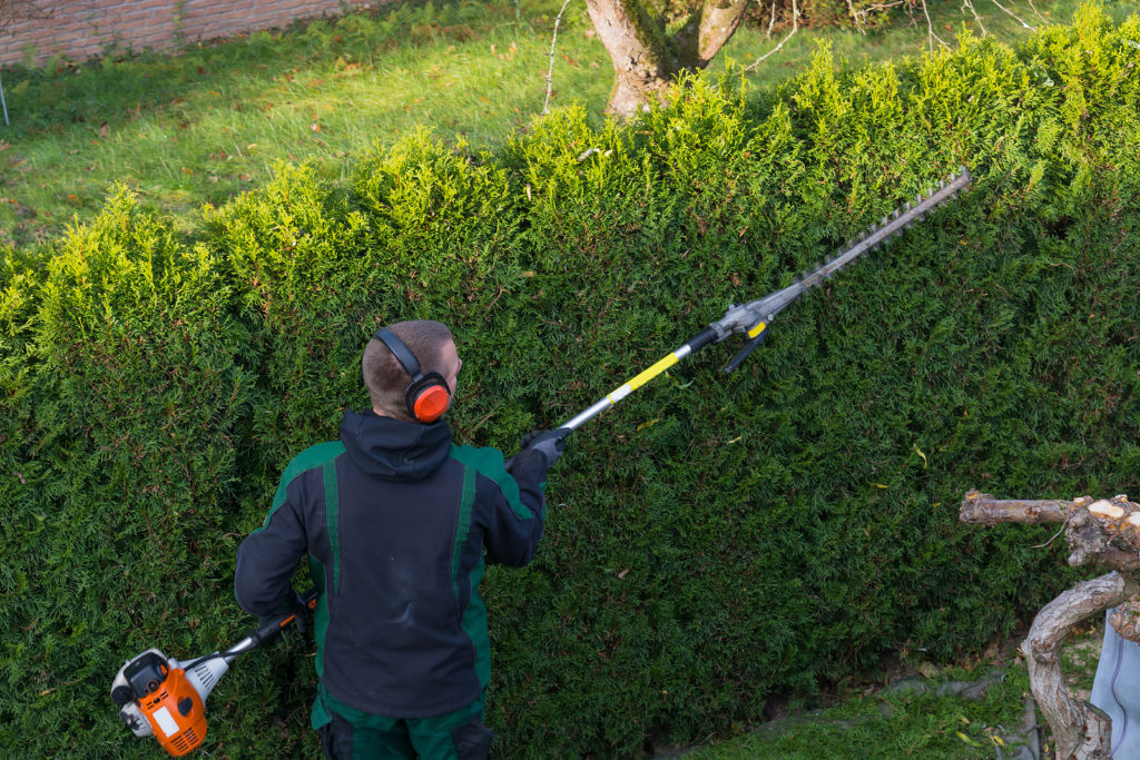 Using a pole hedge trimmer to shape a hedge.