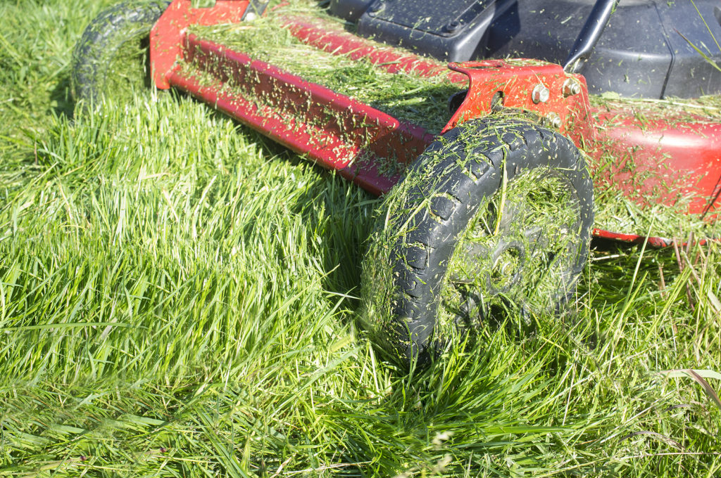 https://harvesttotable.com/wp-content/uploads/2022/08/bigstock-Lawn-Mower-Full-Of-Grass-Blade-236772004-1024x680.jpg