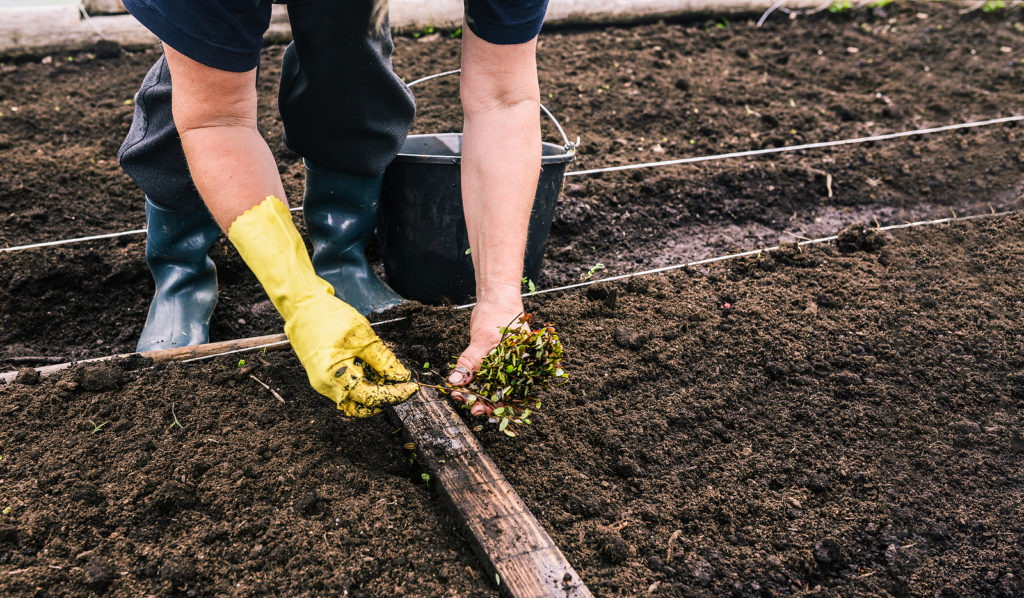 Planting cranberry seedlings 