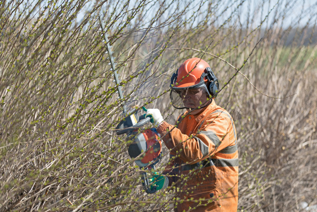 A large professional-grade hedge trimmer can take on large shrubs and hedges with thicker branches.