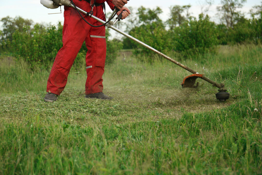 https://harvesttotable.com/wp-content/uploads/2022/08/bigstock-Worker-Cutting-Grass-With-Stri-456578047-1-1024x683.jpg