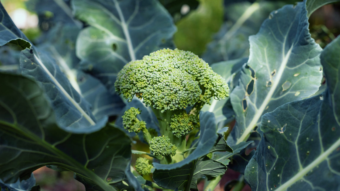 How to Plant and Grow Broccolini - Harvest to Table