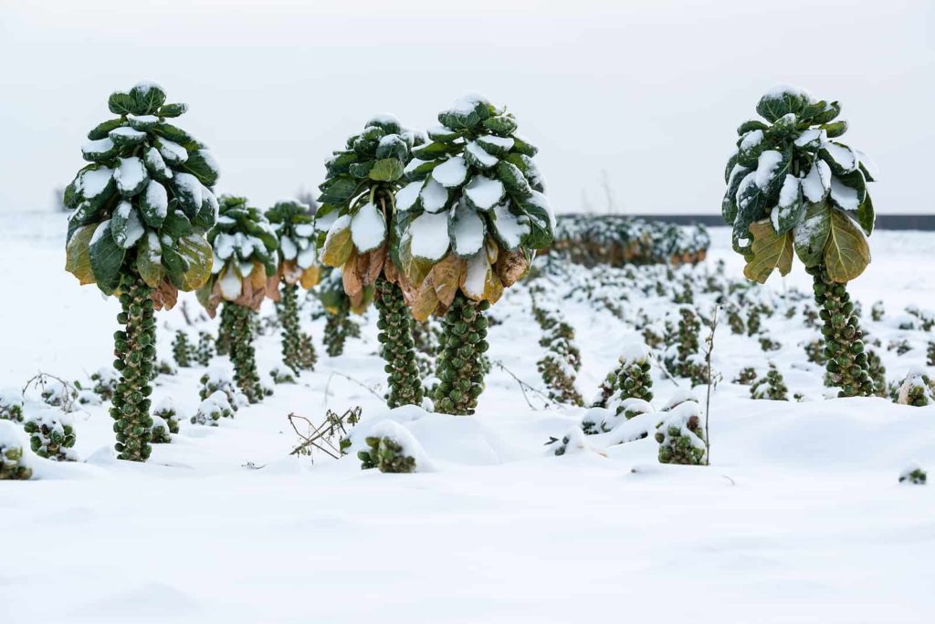 Brussels sprouts plants covered by fresh snow awaiting winter harvest.