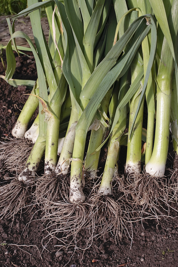 Leeks can be harvested as soon as they are big enough to use.