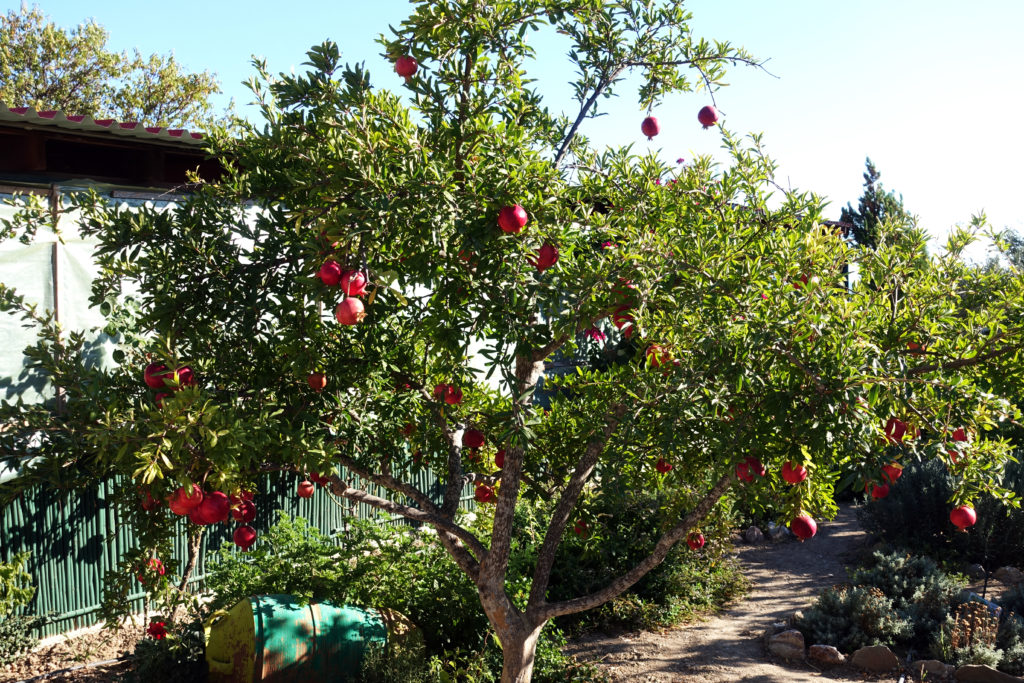 Pomegranate tree; a bush can be trained to a single trunk