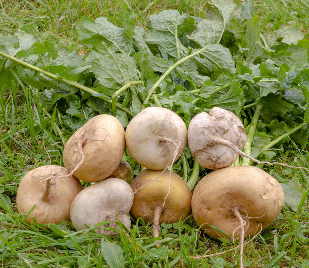 Turnips havest