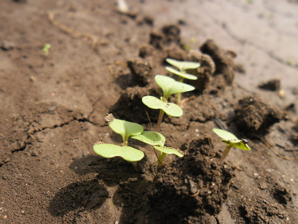 Turnip seedlings