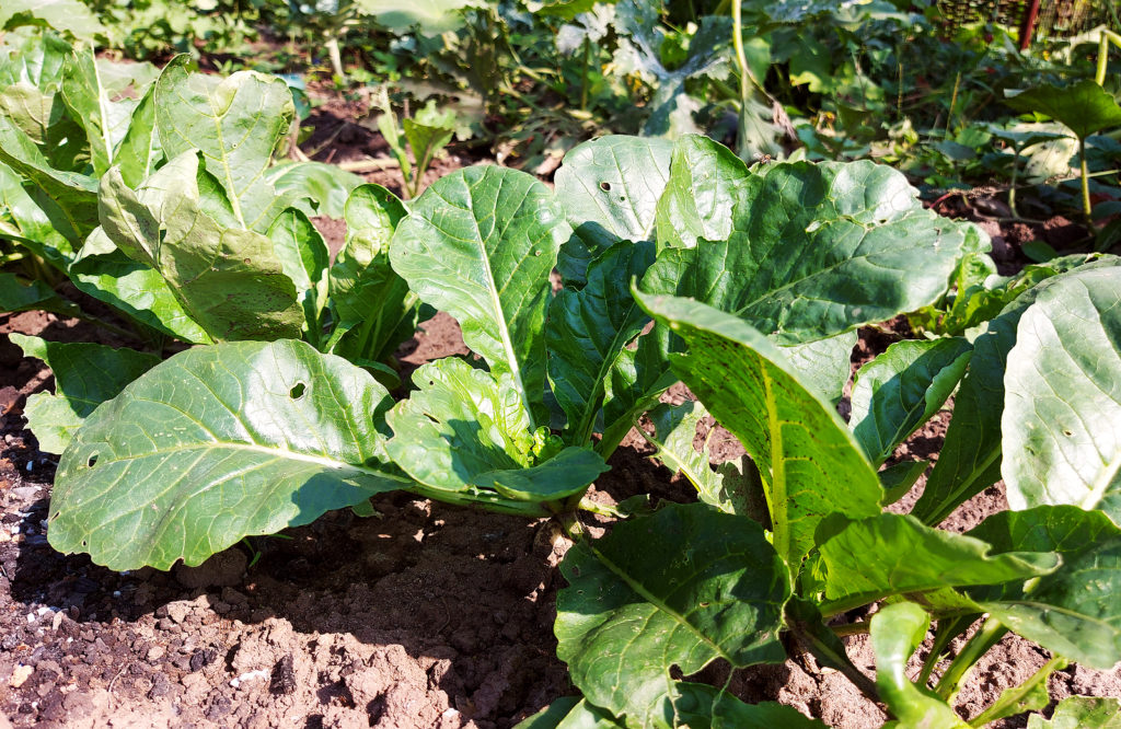 Turnip plants ahead of harvest