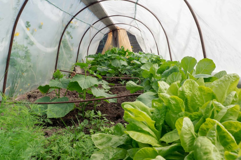 Cucumbers and green salad greens in plastic tunnel greenhouse.