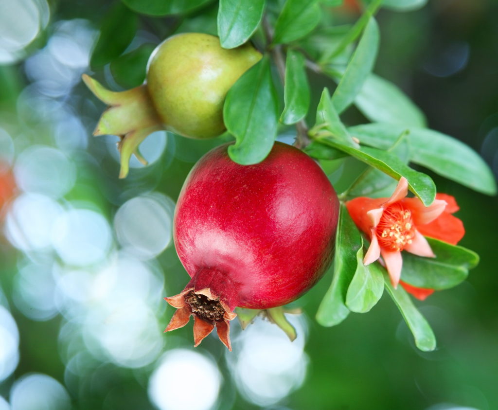 Branch with young green fruit, ripe pomegranate and pomegranate blossoms