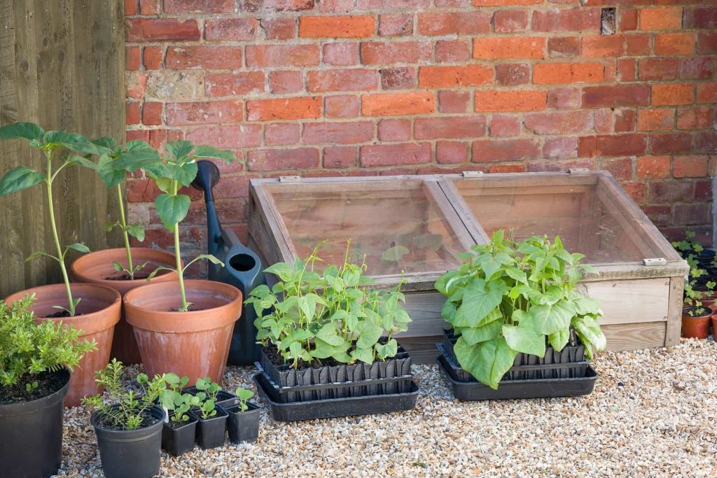 A simple cold frame set against a south-facing wall.