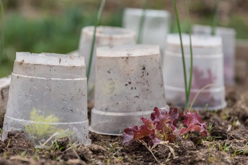 Overturned clear plastic buckets are readily available cloches.