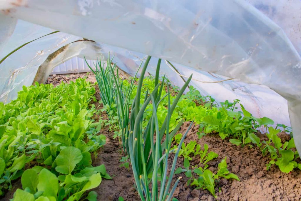 Lettuce and onions grow under a plastic tunnel in winter.