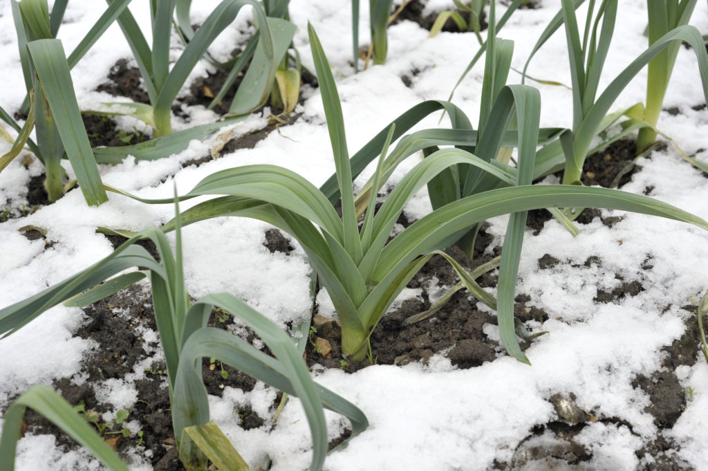 Mature leeks can tolerate cold and will survive under an insulating blanket of snow.