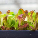Lettuce in tray