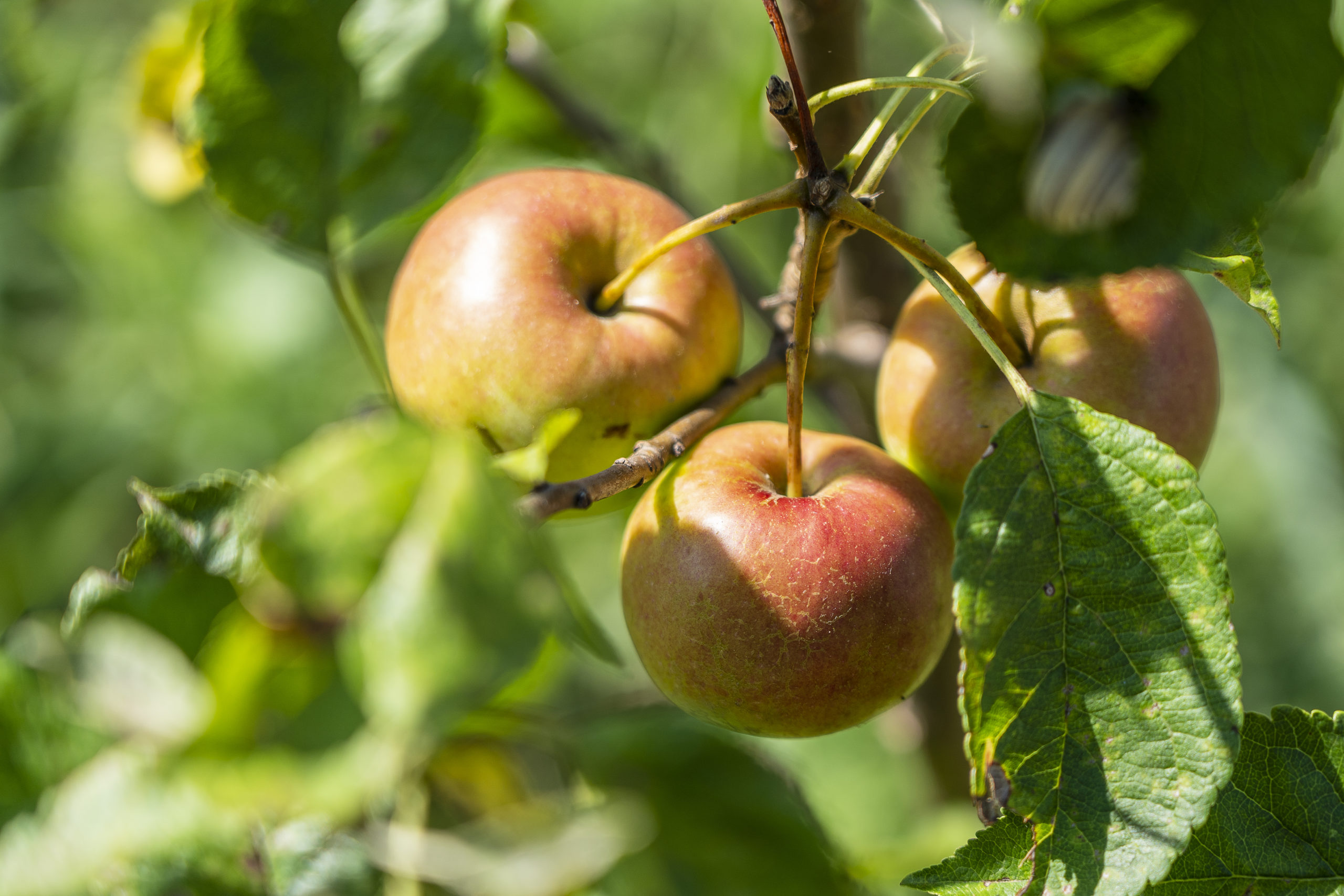 Grow Fruit -- Harvest to Table