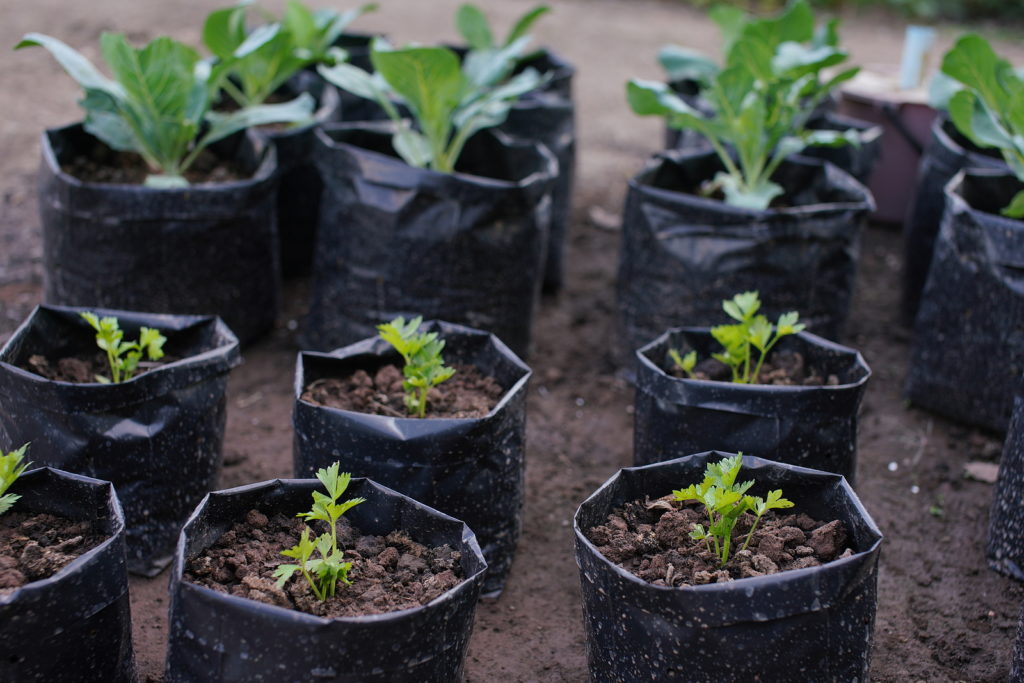 Grow bags with vegetables