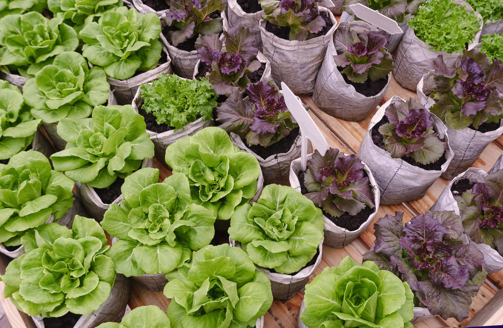 How To Grow Vegetables In A Bag Of Potting Soil