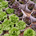 Lettuce growing in grow bags