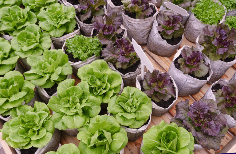 Lettuce growing in grow bags