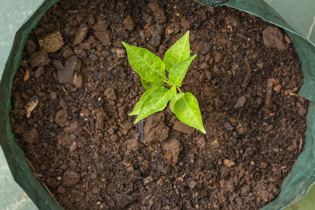 Pepper growing in a grow bag.