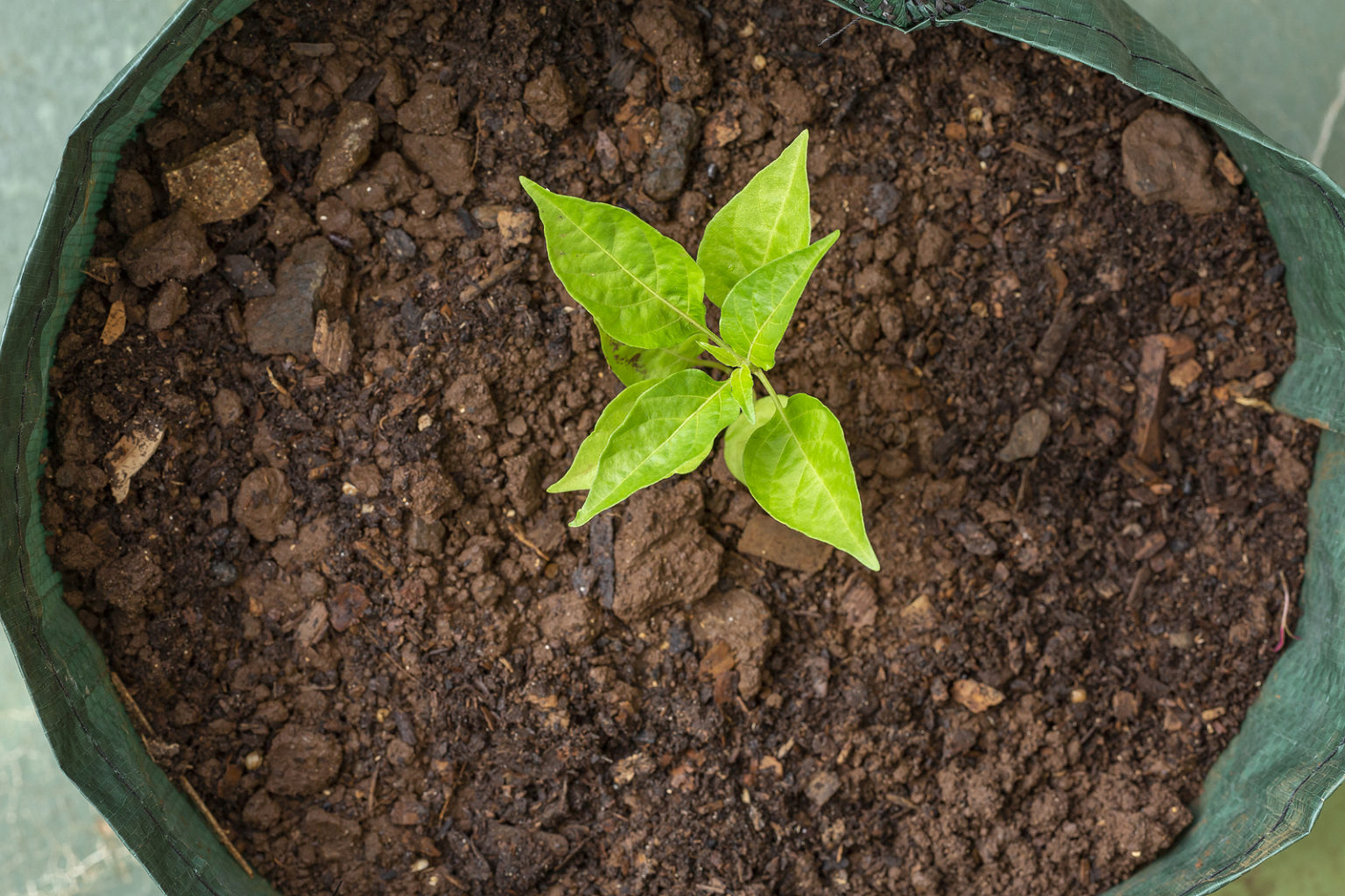 grow-bags-vegetable-gardening-guide-harvest-to-table