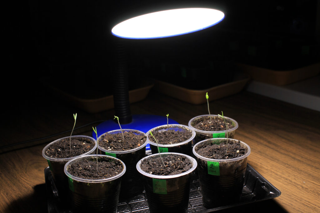 Tomato sprouts beneath a grow lamp