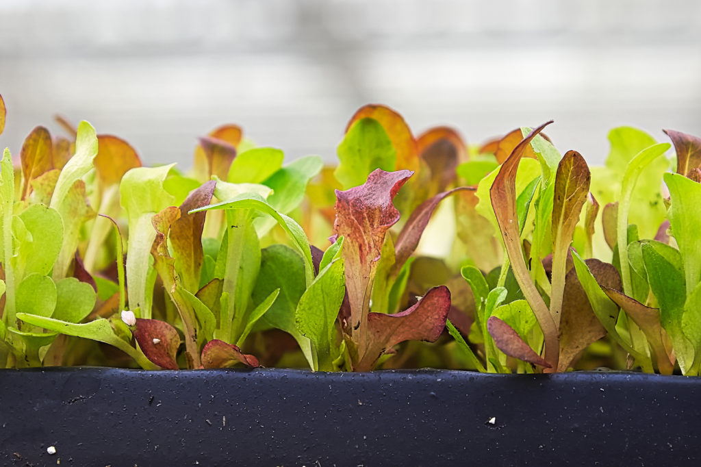 Young lettuce plants growing beneath HID lighting.