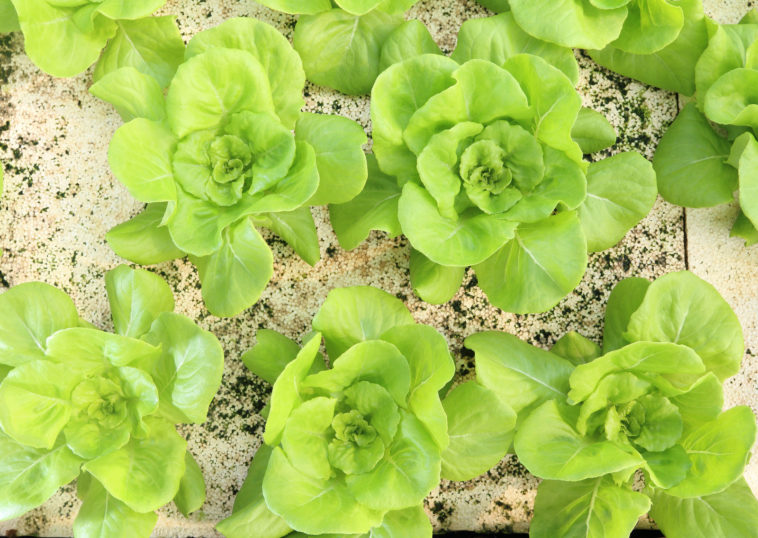 Vegetable Crop Yields, Plants Per Person Estimator