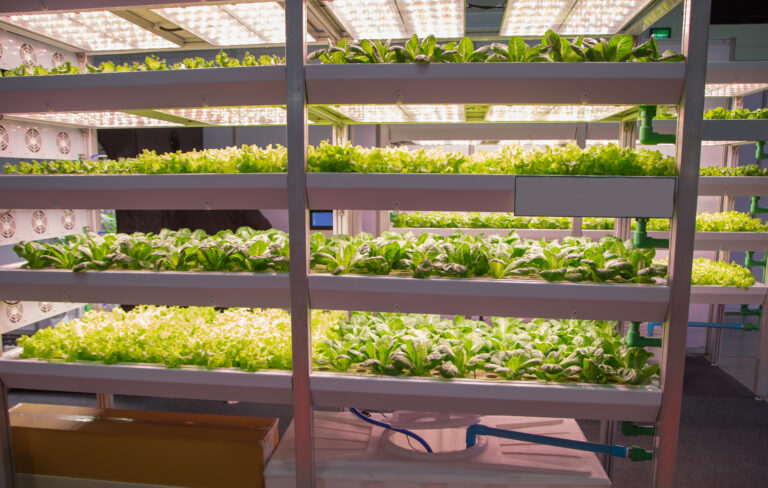 LED lighting for vegetables
