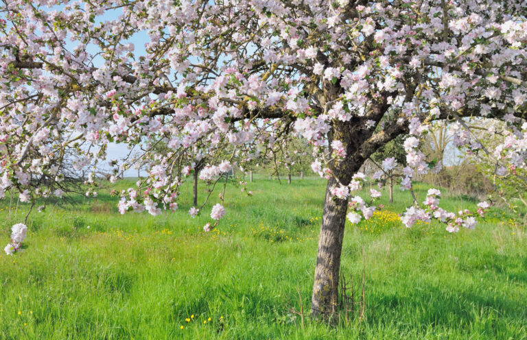 Apple blossoms