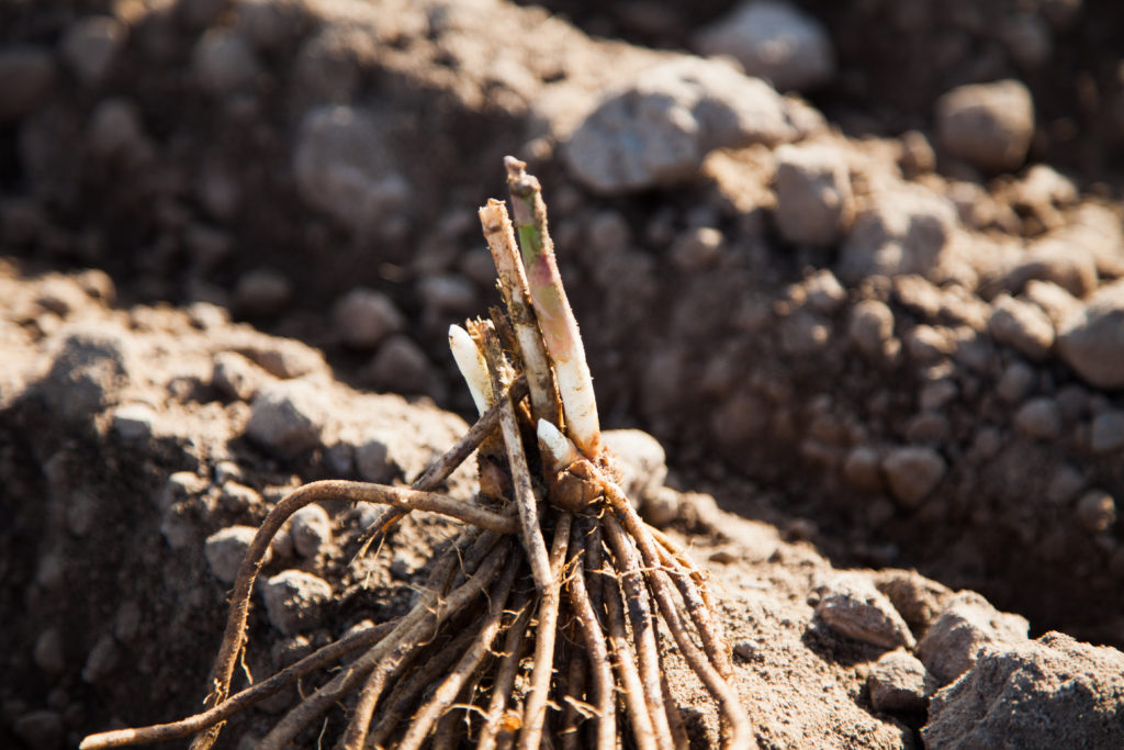 Asparagus root, also called crown