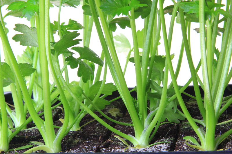 Celery seedlings