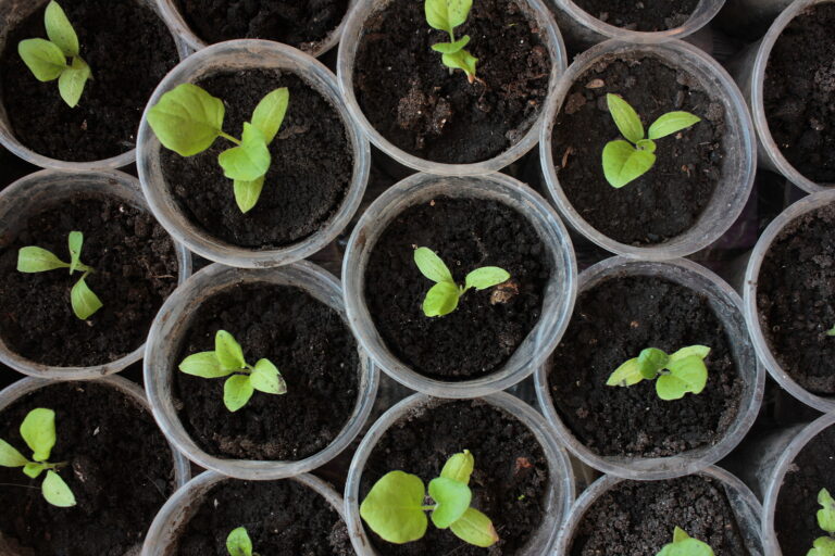 Eggplant seedlings